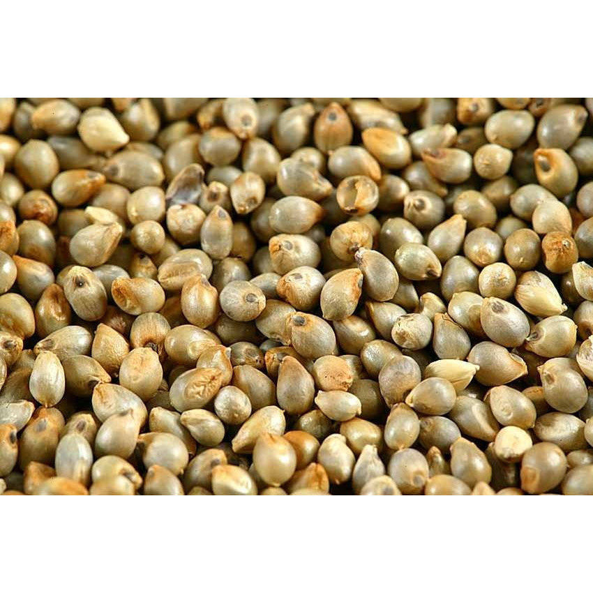 Kambu (Pearl millet) - SK Organic Farms