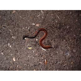 Vermi Compost (Cow dung based) - SK Organic Farms