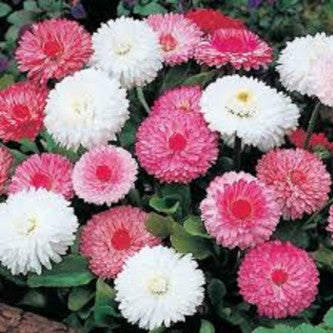 Bellis Monstrosa Double Mix - Biocarve