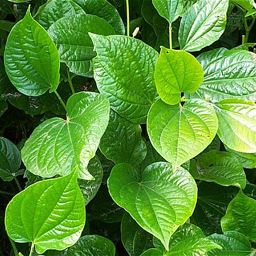 Betel leaves - Saplings