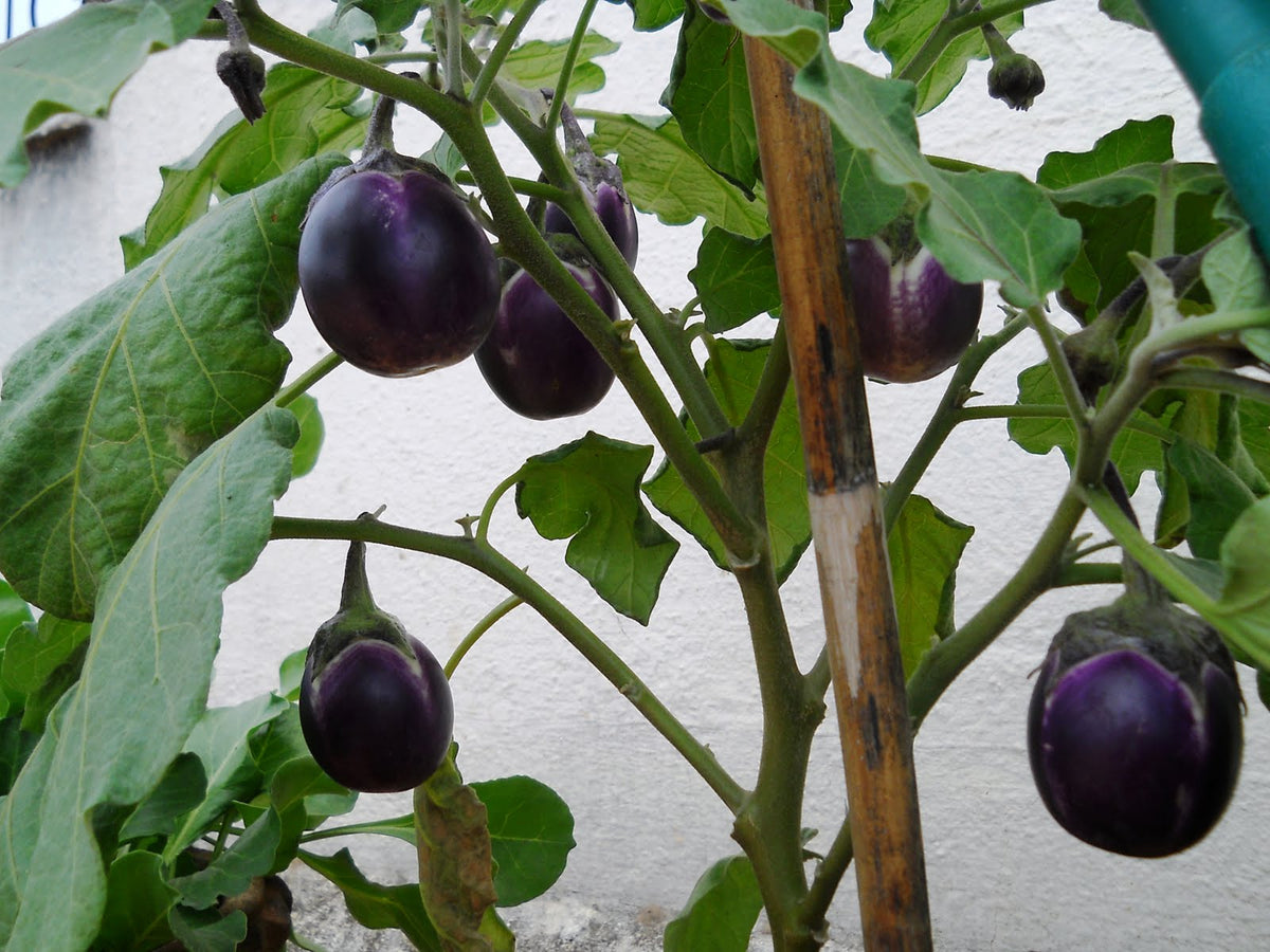 Garden Ready Vegetable Plants Brinjal Sunantha Organic Farms