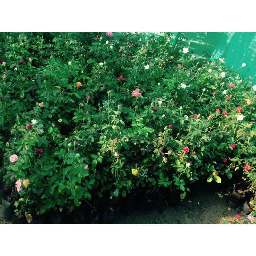 Rose Saplings - SK Organic Farms