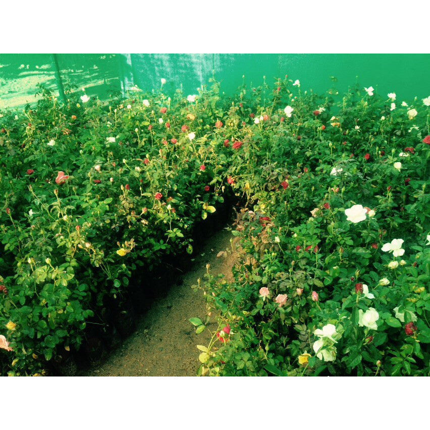 Rose Saplings - SK Organic Farms