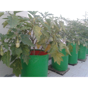 HDPE Grow bag for Terrace/Kitchen Garden - Round - SK Organic Farms