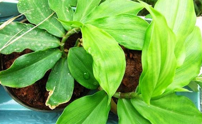 insulin plant indoor or outdoor Garden Ready Herbal Plants