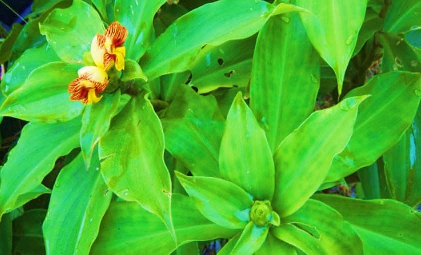 Insulin Plant - Saplings