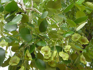 TREE SEEDS - Red Sander - Pterocarpus Marsipium ( Bijasal ) & Santalinus
