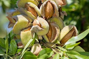 TREE SEEDS -  Almond