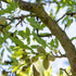 TREE SEEDS -  Almond
