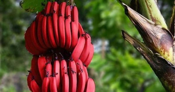 Red Banana - SK Organic Farms
