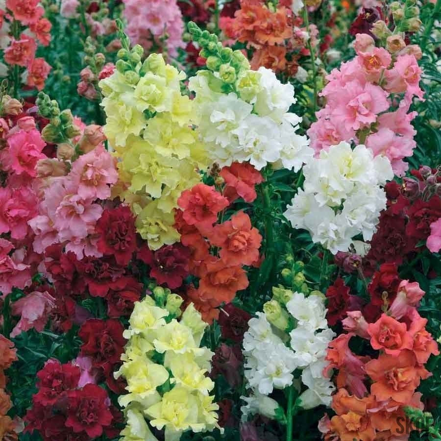 Antirrinum Semi Tall - SK Organic Farms