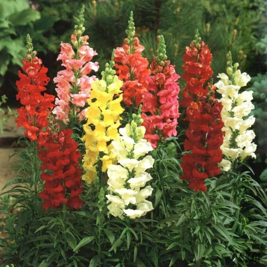 Antirrinum Tom Thumb Mix - SK Organic Farms
