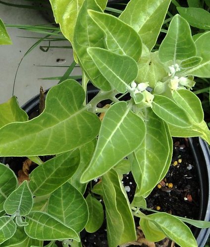 ashwagandha plant seeds Ashwagandha Seeds