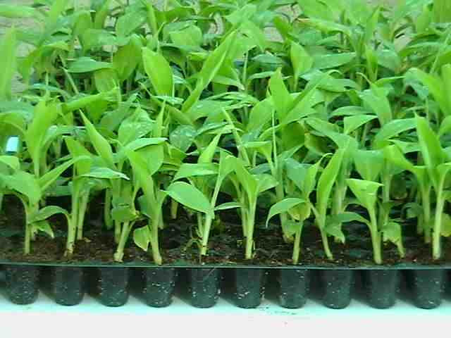 G9 -  Banana Saplings - SK Organic Farms
