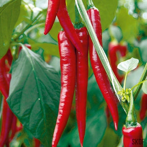 Chilli Hot Pepper - SK Organic Farms