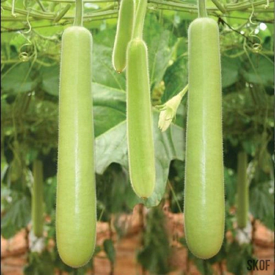 Bottle Gourd Long - SK Organic Farms