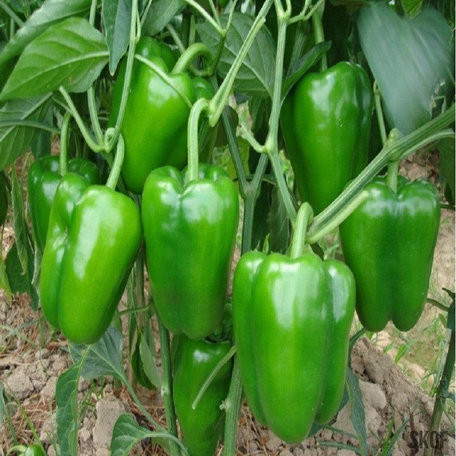 Capsicum Green - SK Organic Farms