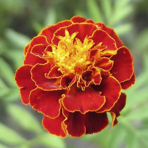 French Marigold Scarlet Red - SK Organic Farms