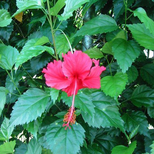 Hibiscus - Saplings