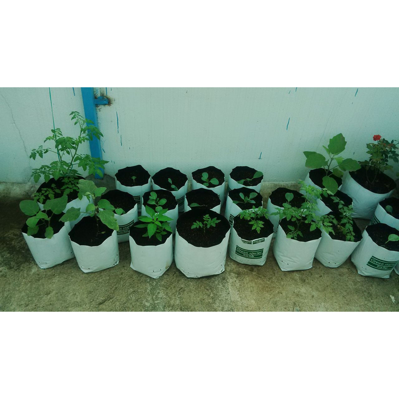 LDPE Grow bag for Terrace/Kitchen Garden - SK Organic Farms