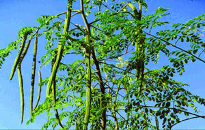 Moringa seeds - PKM1
