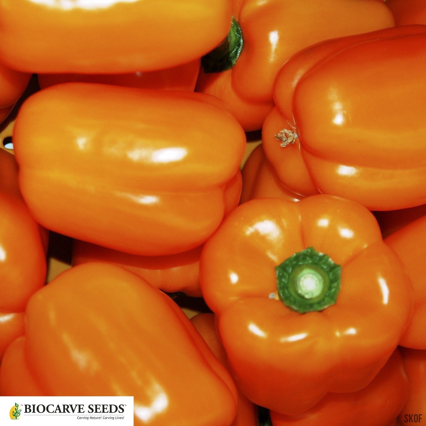 Capsicum Orange - SK Organic Farms