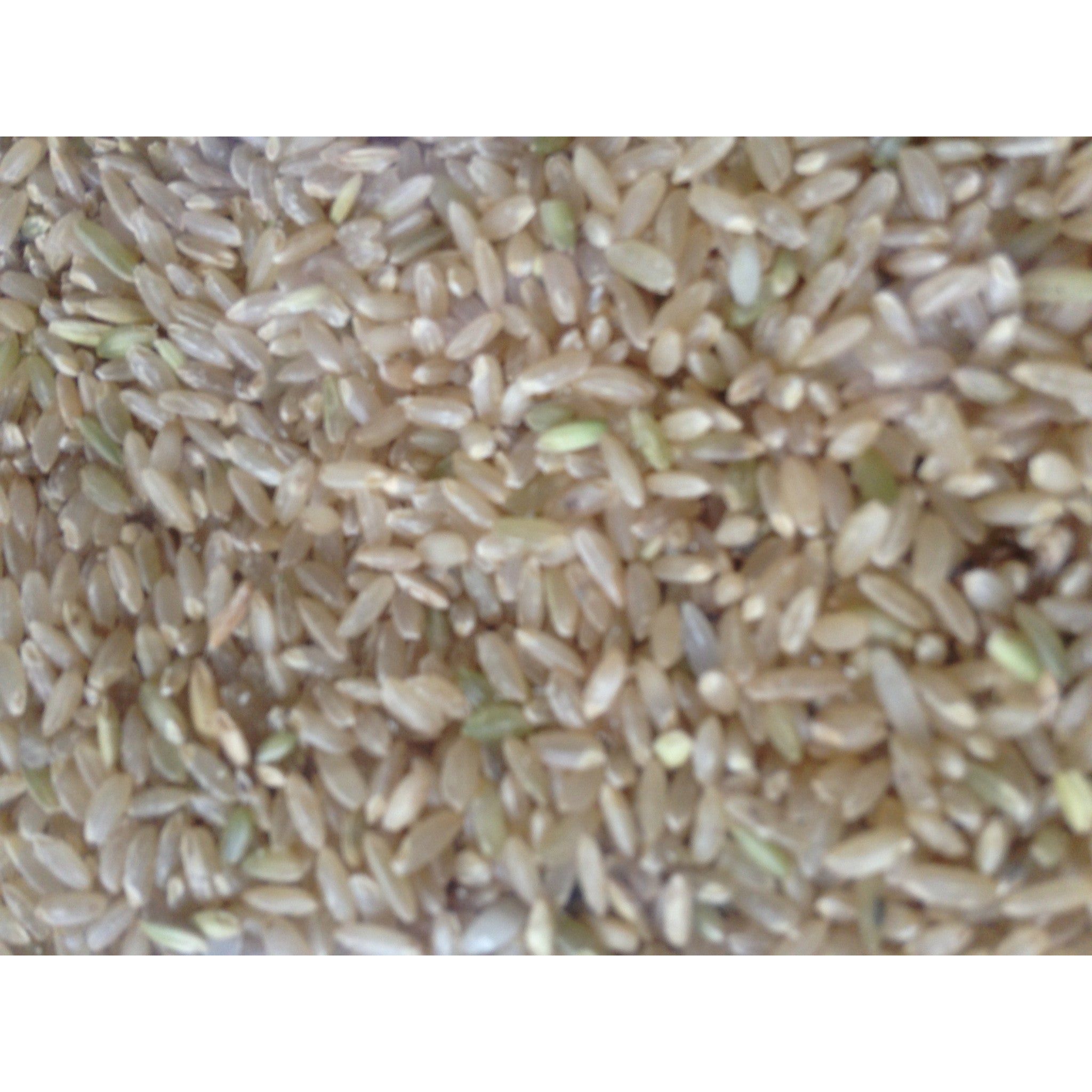 Native Rice - Seeraga Samba - SK Organic Farms