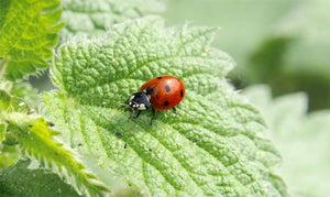 Controlling Pest and diseases organically