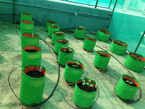 Grow Bags for Terrace Garden