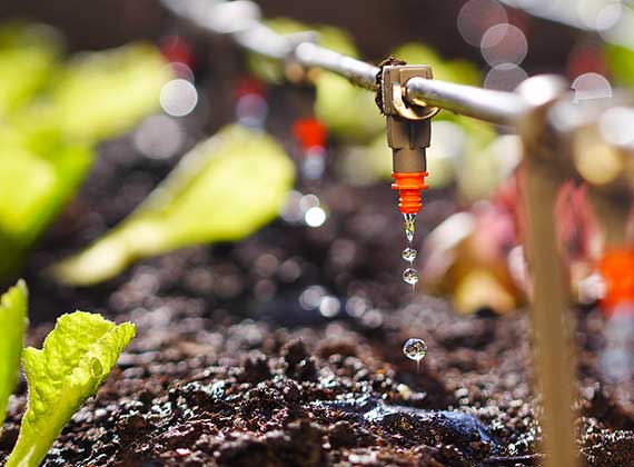 Watering & Irrigation