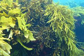 Sea Weed Products