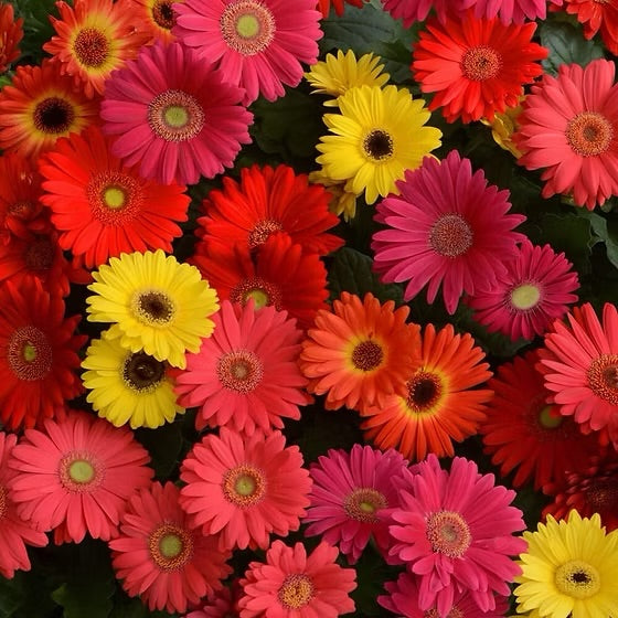 Gerbera Jamesonii Mix