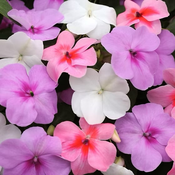 Impatiens Baby Mix