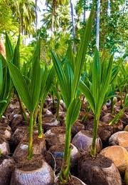 Coconut Plant