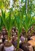 Coconut Plant