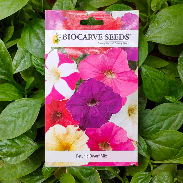 Petunia Dwarf Mix - Biocarve