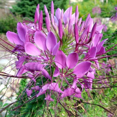 Cleome Spinosa Mix 2gm- Biocarve