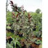 Gova - SK Organic Farms