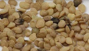 Manathakkali - Black nightshade