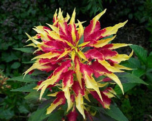 Amaranthus Tricolour - Biocarve