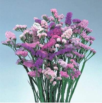 Limonium Sinuate (static) -Biocarve