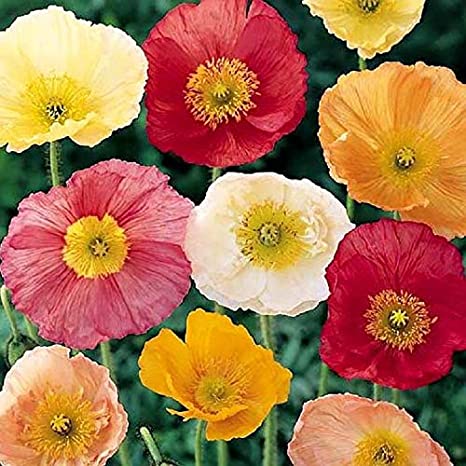 Poppy Mixture Iceland Poppy Mix - Biocarve – SK Organic Farms