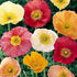 Iceland Poppy Mix  - Biocarve