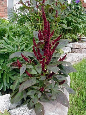 Amaranthus Pygmy torch (hypochondriacus) -Biocarve