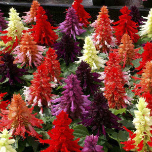 Salvia Cleopatra Mixed - Biocarve