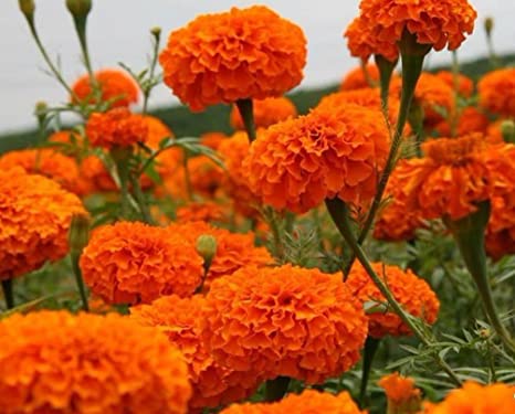 African Marigold Hawaii Orange - Biocarve