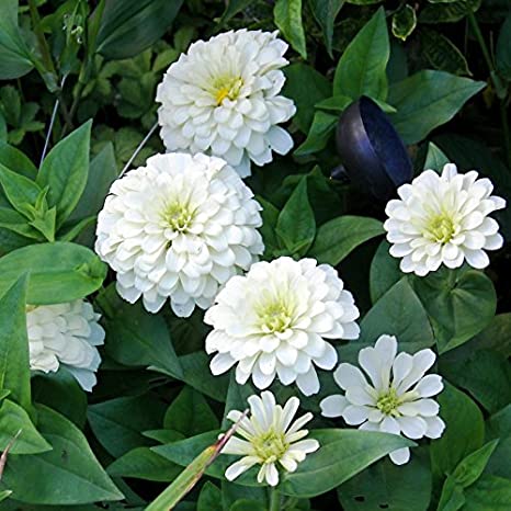 Zinnia polar Bear White (elegans dhalia flowered) - Biocarve
