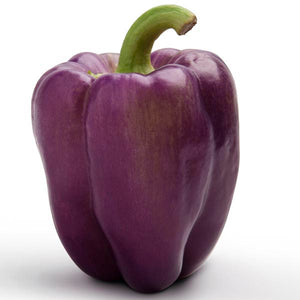 Capsicum Imported Purple