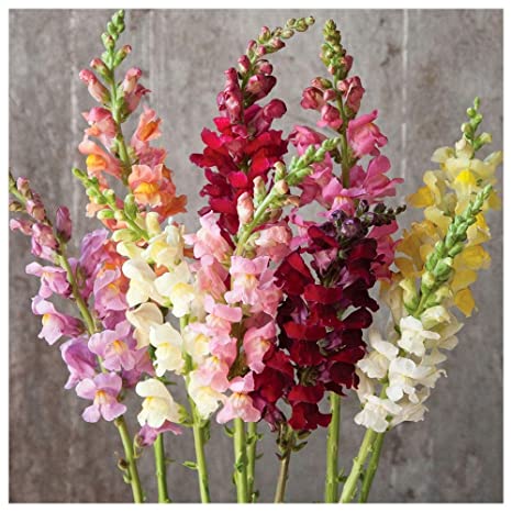 Antirrhinum Tom Thumb -Biocarve