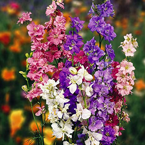 Larkspur Mix - Biocarve